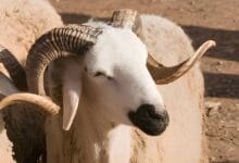 عيد الاضحى بالمغرب