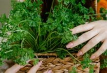 فوائد البقدونس المغلي للكلى