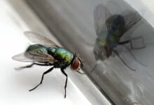 التخلص من الذباب