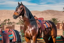 الحصان البربري المغربي