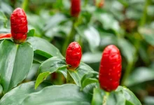 القسط الهندي