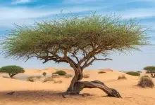 فوائد السدر للشعر