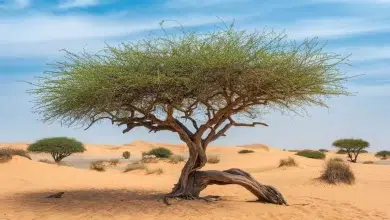 فوائد السدر للشعر