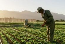الزراعة المستدامة في المغرب